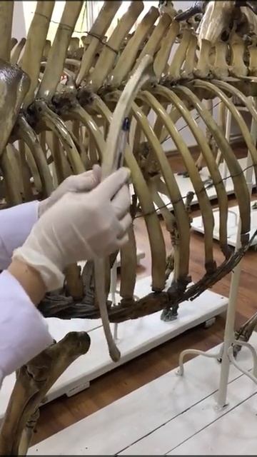 Қабырға-Ребро-Сostae, Төссүйек-Грудина- Sternum