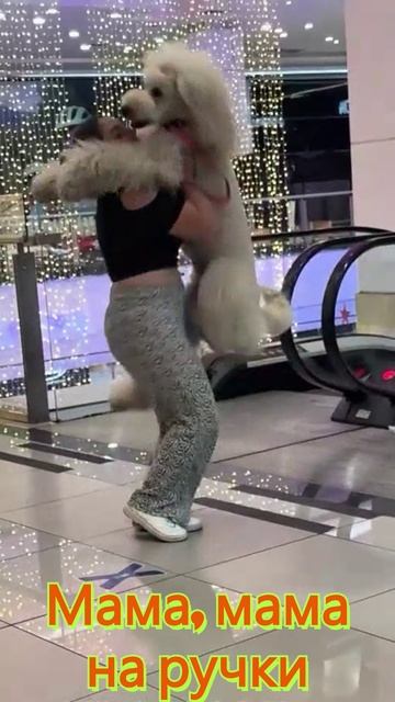 Мама на ручки #смешно #животные #мем