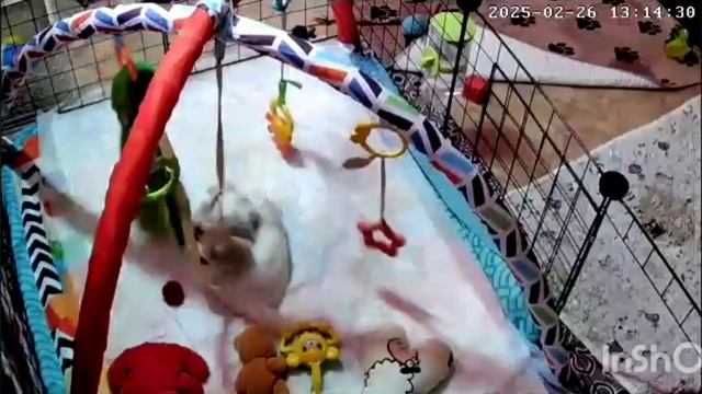 Мальтезе щенки