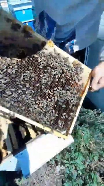 beekeeping/ Безопасная подсадка племенной матки #bee #business #пчеловодство #satisfying #nature