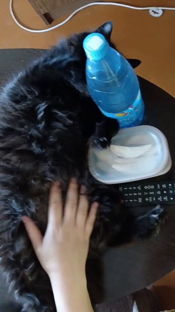 Котику хорошо