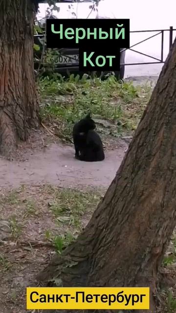 чёрный кот. #котики #агузарова