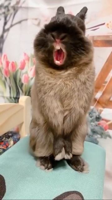 Злой Кролик!!!#приколы #ржака #хочуврек #прикольноевидео