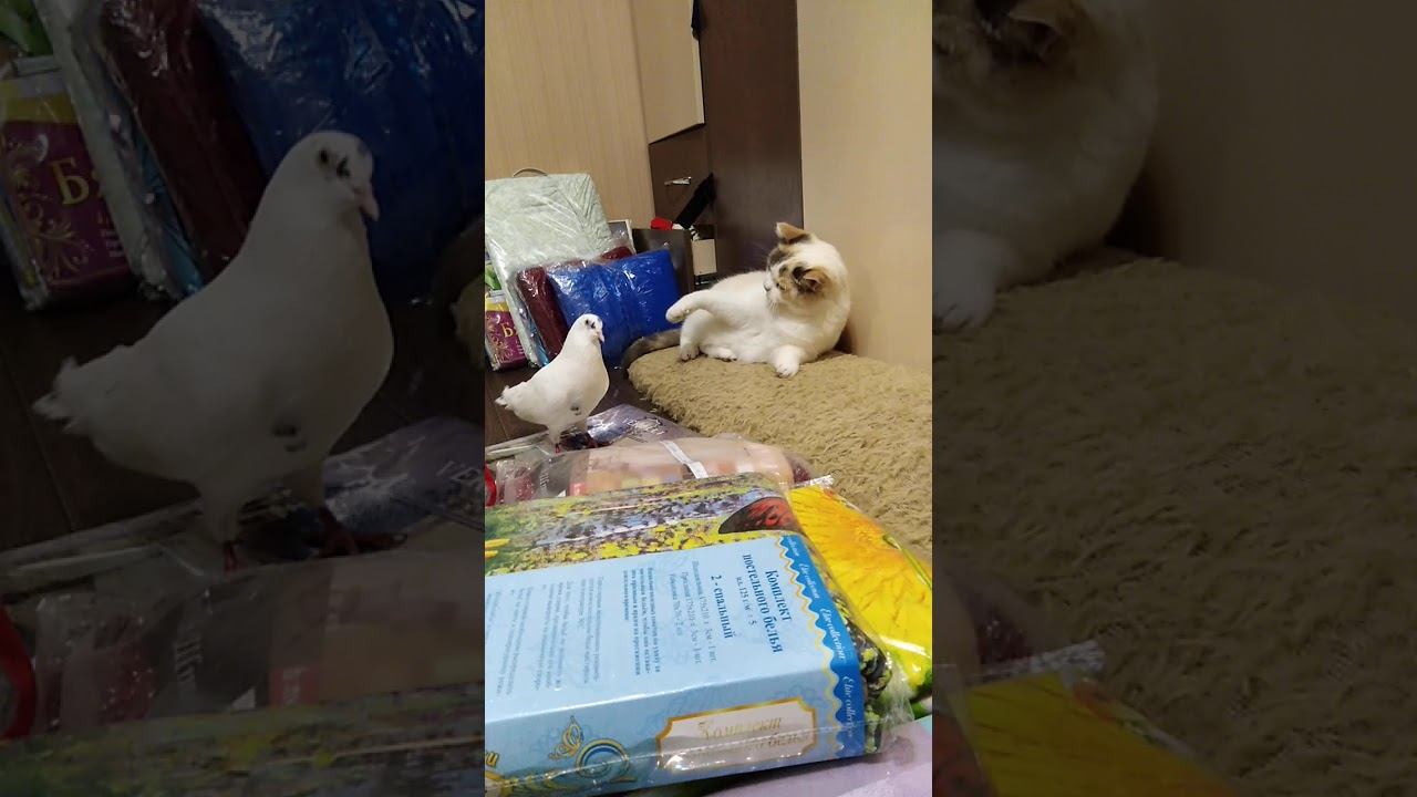 Драчливый голубь