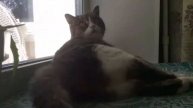 Сценка Timelapse: История с хвостиком. A long tale of a long tail.