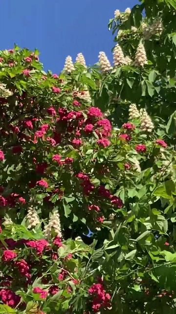 Прогулка по улице и заряд от буйства красоты природы☀️