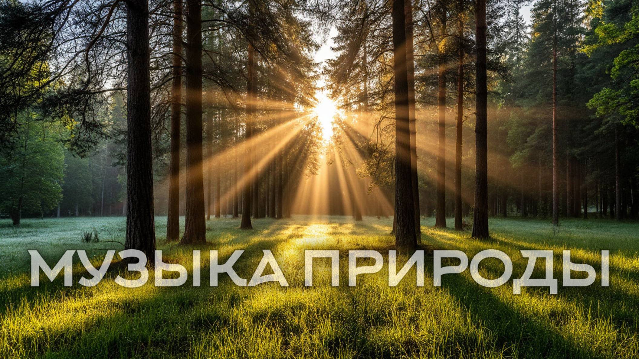 Утро в сосновом бору