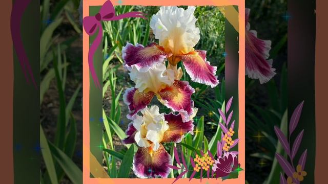 Листала фото.mp4