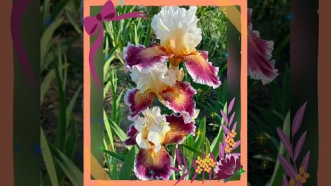 Листала фото.mp4