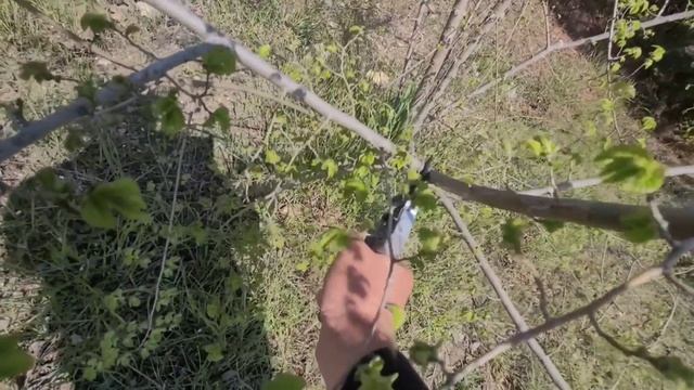 Формировка деревьев,секатором Samurai KS-8T 👍💪🌳