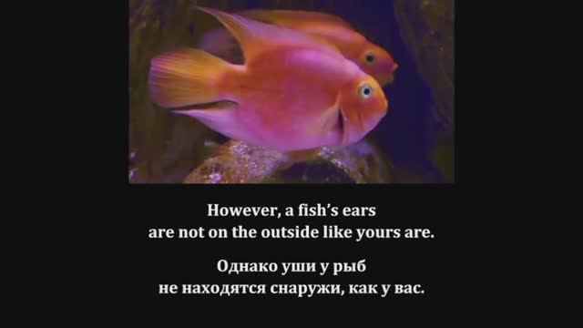 Repeat after the speaker_All about fish_for Kids