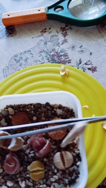 Маникюр литопсам💎🪨👌