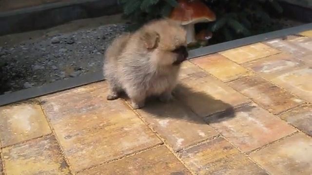 Кася Из Усадьбы Андреевых
