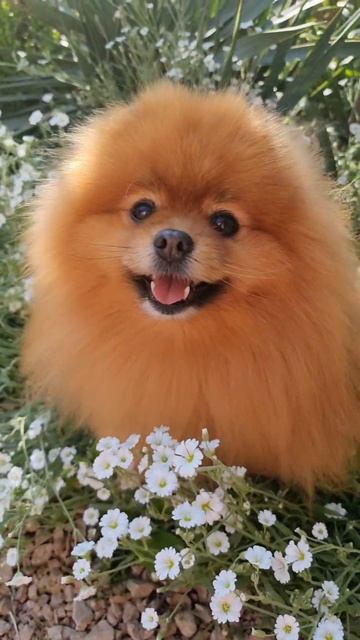 Доброе утро не всем#dogs #pekingese #spitz #собака #шпиц #dogshow #pomeranian #пекинес #крым