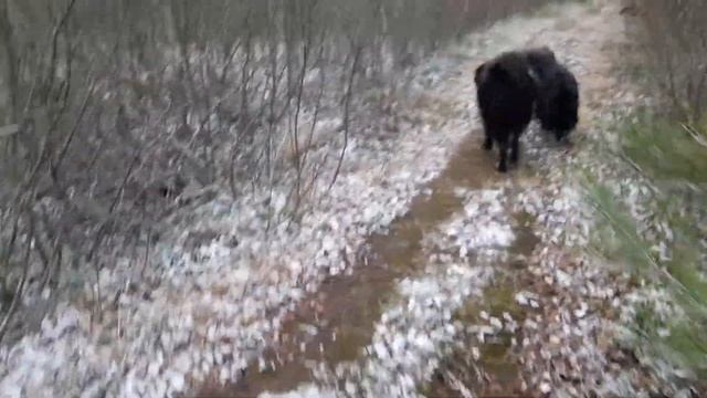 2018.11.19. вышел монгольский Афродит из лесного ручейка.