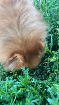 Когда стал вегетарианцем #pomeranian #spitz_dog #spitz #pom #немецкийшпиц #минишпиц #cutedog #шпиц
