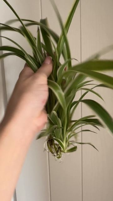 Хлорофитум- продам 30₽/ шт