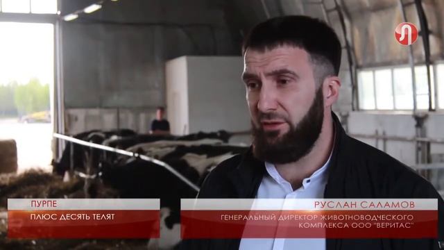 В животноводческом комплексе поселка Пурпе увеличилось поголовье коров mp4
