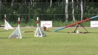 Чемпионат Санкт-Петербурга по аджилити 02.06.13 г., v32