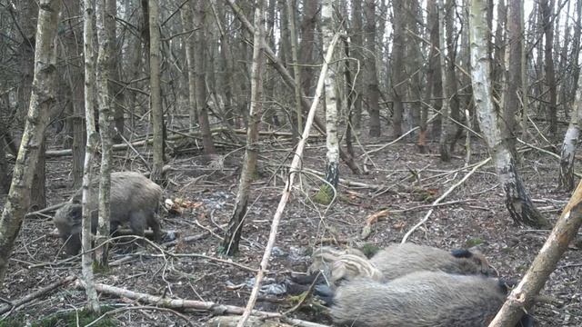Кабаны видео фотоловушки