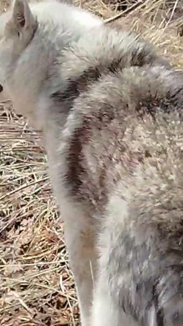 Ленты на деревьях ЗАПРЕЩЕНЫ. Камчатка. Экология. Березы.