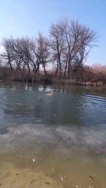 Заплыв в холодной реке