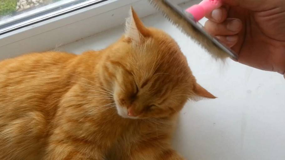 Причёска для кота