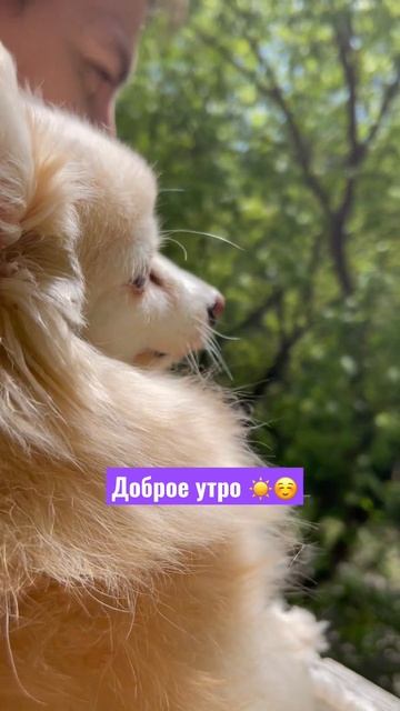 а как ваше утро началось? #собака #собаки #шпиц #шпицы