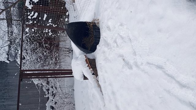 Привередливые гуси