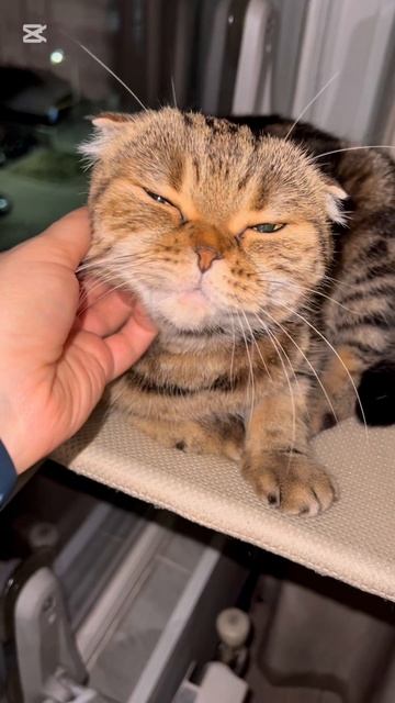 Милая шотландская вислоухая кошка у окошках 🐱😻