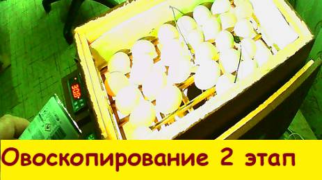 Овоскопирование 2 этап