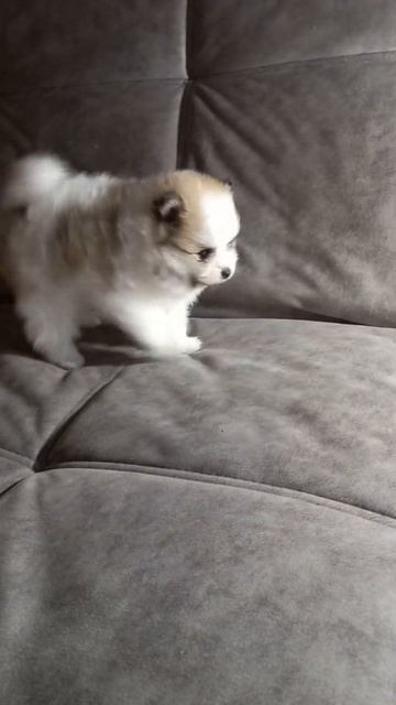 мини померанский шпиц