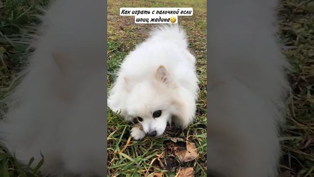Шпиц жадина и игра в палочку🤣