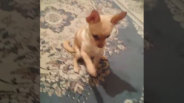 Чихуахуа Расти!!!