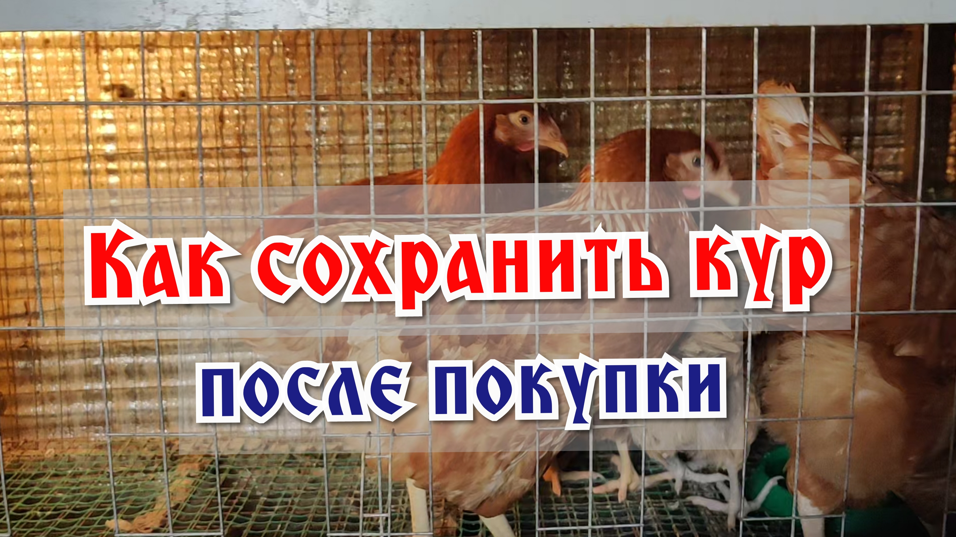 Как сохранить всех кур здоровыми после покупки?