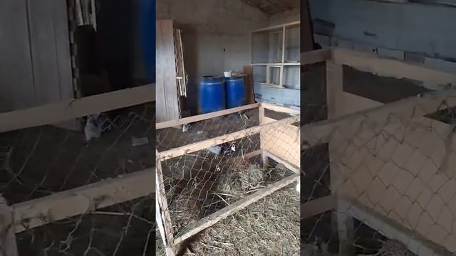 Tavşancılığa  başlamak (salma sistem). Tavşan Çiftliğimizden.