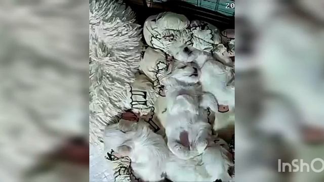 Мальтезе щенки