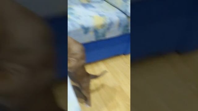 Щенки Немецкий боксер Ардантес Дайана фо Намсарей