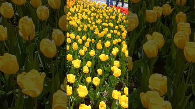 Приморский бульвар в апреле..Севастополь 2025