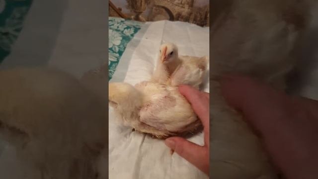 чем я кормлю бройлеров 2