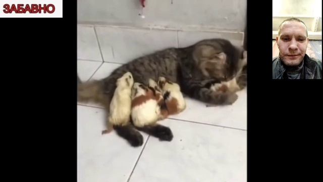 очень смешные кошки!
