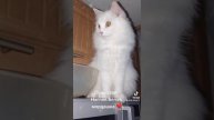 #кот СНЕЖОК ПУШИСТАЯ НАГЛАЯ БЕЛАЯ МОРДАШКА ❤️