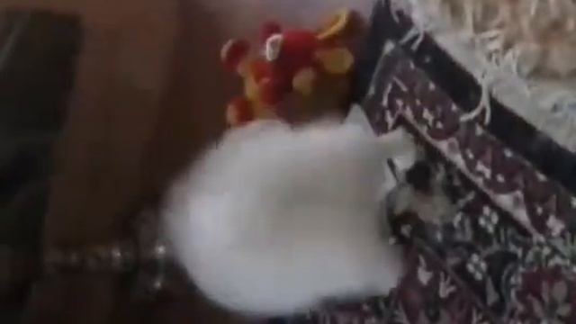 Белая девочка шпиц