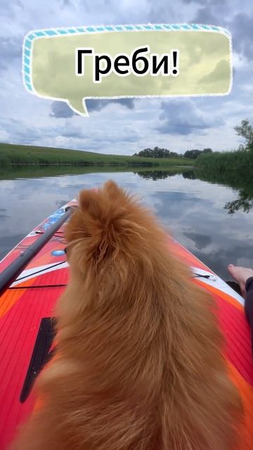 Когда ты в рабстве у собаки #spitz_dog #spitz #pom #pomeranian #cute #минишпиц #немецкийшпиц #шпиц