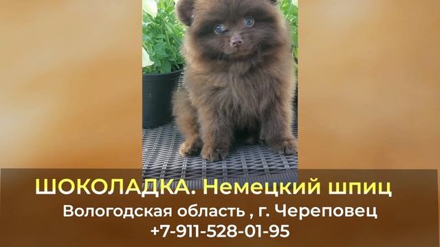 Пропала собака ! ШОКОЛАДКА , Немецкий шпиц , Вологодская область , г. Череповец