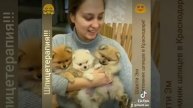 Букетик из шпицев #шпиц #семья #любовь