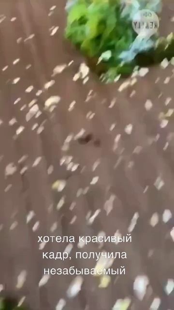 небазывеемый кадр