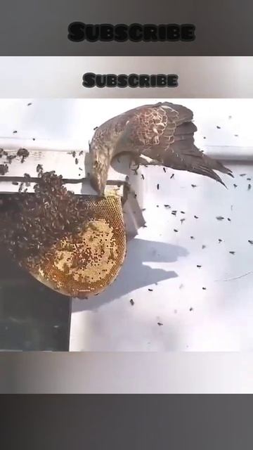 Медовый канюк не только нагло поедает мед из пчелиных гнезд, но и ест личинок