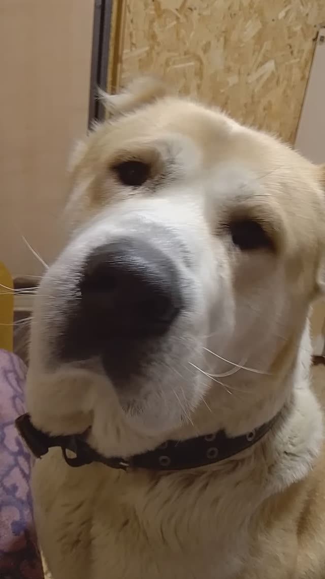 Мой Грэй.
