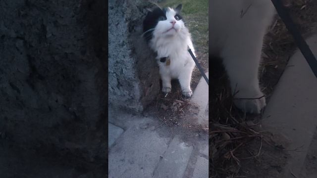 Когда кот загулял 😹😻❤️